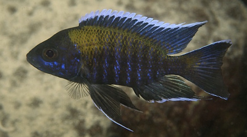 Aulonocara sp. 'walteri' Mkanila Bay